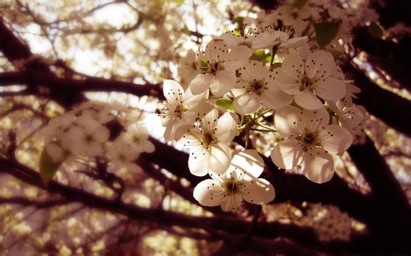 青松岭镇有哪些著名的旅游景点