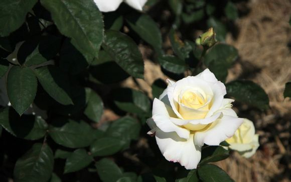 雷波旅游景点有哪些